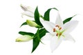 White lily flowers and buds with green leaves on white background isolated close up, lilies bunch, lillies bouquet, floral pattern Royalty Free Stock Photo