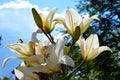 White Lily flowers close-up in the sun against the blue sky. Beautiful summer landscape. Flowering shrubs of daylily