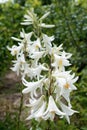 White lily flowers in garden Royalty Free Stock Photo