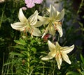 White lily Royalty Free Stock Photo