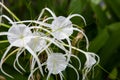 White lily flowers in a garden Royalty Free Stock Photo