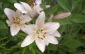 White Lily flowers among green leaves