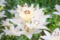 White lily flowers lat. LÃÂ­lium on a background of green leaves on a clear sunny summer day. Nature flora flowers Royalty Free Stock Photo