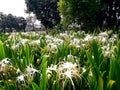 white lily flowers view