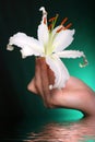White lily flowers in water Royalty Free Stock Photo
