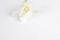 White lily flowers on white background, space to write