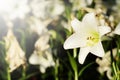 White lily in garden background. Representation to Pure love or love at first sight