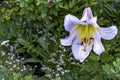 White lily in the garden with bees beautiful flower close-up