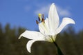 White Lily