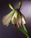 White lily on green stalk