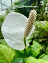 White lily growing at Kew