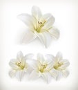 White lily icons Royalty Free Stock Photo