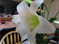 White Lily Royalty Free Stock Photo