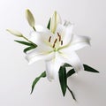 Minimal Retouching: Stunning 3d White Lily On White Background