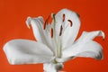 White lily isolated on black background