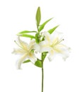 White lily isolated on white background Royalty Free Stock Photo