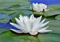 White lily on the lake Royalty Free Stock Photo