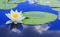 White lily on a lake Royalty Free Stock Photo