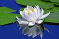 White lily on a lake Royalty Free Stock Photo