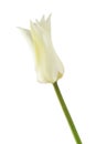 white lily-like tulips with a stem, isolated Royalty Free Stock Photo