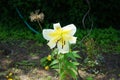 White Lily, Lilium candidum, in the flower Garden. Lilium candidum, the Madonna lily, is a plant in the true lily family. Berlin