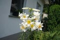 White Lily, Lilium candidum, in the flower Garden. Lilium candidum, the Madonna lily, is a plant in the true lily family. Berlin