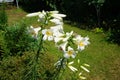 White Lily, Lilium candidum, in the flower Garden. Lilium candidum, the Madonna lily, is a plant in the true lily family. Berlin