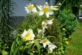 White Lily, Lilium candidum, in the flower Garden. Lilium candidum, the Madonna lily, is a plant in the true lily family. Berlin