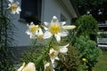 White Lily, Lilium candidum, in the flower Garden. Lilium candidum, the Madonna lily, is a plant in the true lily family. Berlin