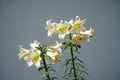 White Lily, Lilium candidum, in the flower Garden. Lilium candidum, the Madonna lily, is a plant in the true lily family. Berlin
