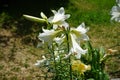 White Lily, Lilium candidum, in the flower Garden. Lilium candidum, the Madonna lily, is a plant in the true lily family. Berlin