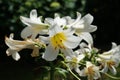 White Lily, Lilium candidum, in the flower Garden. Lilium candidum, the Madonna lily, is a plant in the true lily family. Berlin