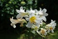 White Lily, Lilium candidum, in the flower Garden. Lilium candidum, the Madonna lily, is a plant in the true lily family. Berlin