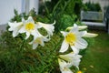 White Lily, Lilium candidum, in the flower Garden. Lilium candidum, the Madonna lily, is a plant in the true lily family. Berlin