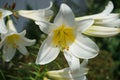 White Lily, Lilium candidum, in the flower Garden. Lilium candidum, the Madonna lily, is a plant in the true lily family. Berlin