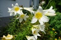 White Lily, Lilium candidum, in the flower Garden. Lilium candidum, the Madonna lily, is a plant in the true lily family. Berlin