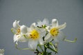 White Lily, Lilium candidum, in the flower Garden. Lilium candidum, the Madonna lily, is a plant in the true lily family. Berlin