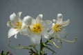 White Lily, Lilium candidum, in the flower Garden. Lilium candidum, the Madonna lily, is a plant in the true lily family. Berlin