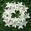 White lily (Lilium candidum) lay by the round. Close up photo. Royalty Free Stock Photo