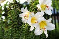 White lily Lilium regaleon a background of green leaves in the summer in the garden. Beautiful floral background