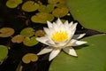 White Lily Lotus with yellow polen on dark background floating o Royalty Free Stock Photo