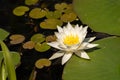 White Lily Lotus with yellow polen on dark background floating o Royalty Free Stock Photo