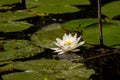 White Lily Lotus with yellow polen on dark background floating o Royalty Free Stock Photo