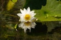 White Lily Lotus with yellow polen on dark background floating o Royalty Free Stock Photo