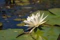 White Lily Lotus with yellow polen on dark background floating o Royalty Free Stock Photo