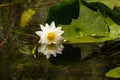 White Lily Lotus with yellow polen on dark background floating o