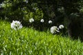 White Lily of the Nile in Terra Nostra Botanical Garden Royalty Free Stock Photo