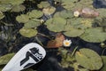 White Lily and oar, overgrown pond close-up, Royalty Free Stock Photo