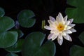 white lily with pink petals on a pond full of water lillies Royalty Free Stock Photo