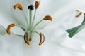 white lily pistils close up